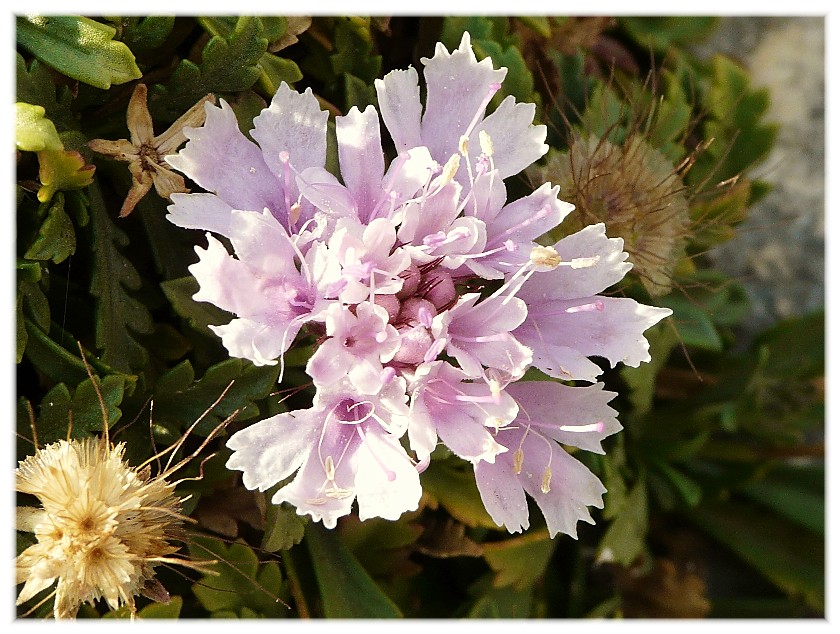 Lomelosia crenata subsp. dallaportae / Vedovina di Dallaporta